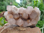 Natural Cactus Flower Spirit Quartz Clusters x 6 From South Africa - Toprock Gemstones and Minerals 