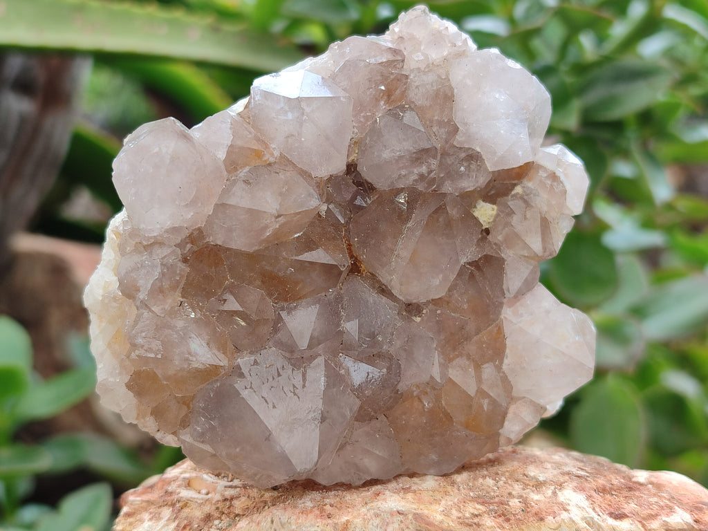 Natural Cactus Flower Spirit Quartz Clusters x 6 From South Africa - Toprock Gemstones and Minerals 