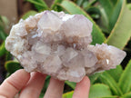 Natural Cactus Flower Spirit Quartz Clusters x 6 From South Africa - Toprock Gemstones and Minerals 