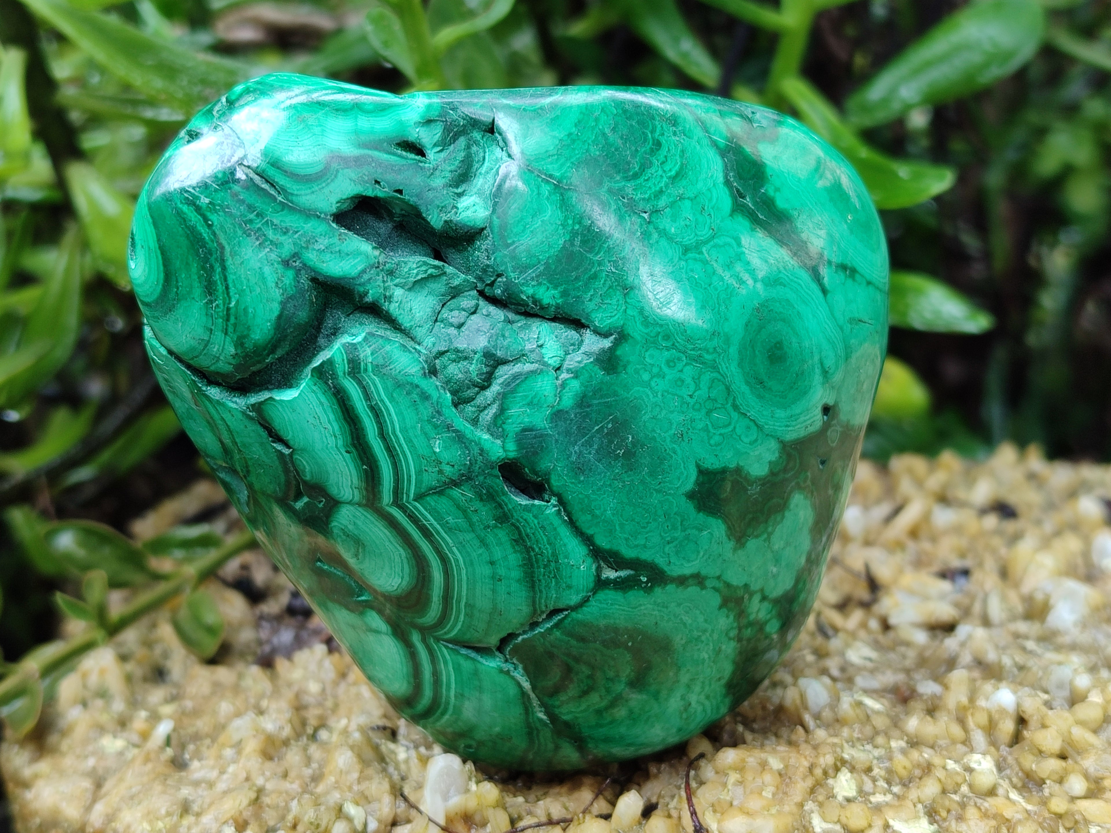 Polished Flower Banded Malachite Free Forms x 2 From Congo - Toprock Gemstones and Minerals 