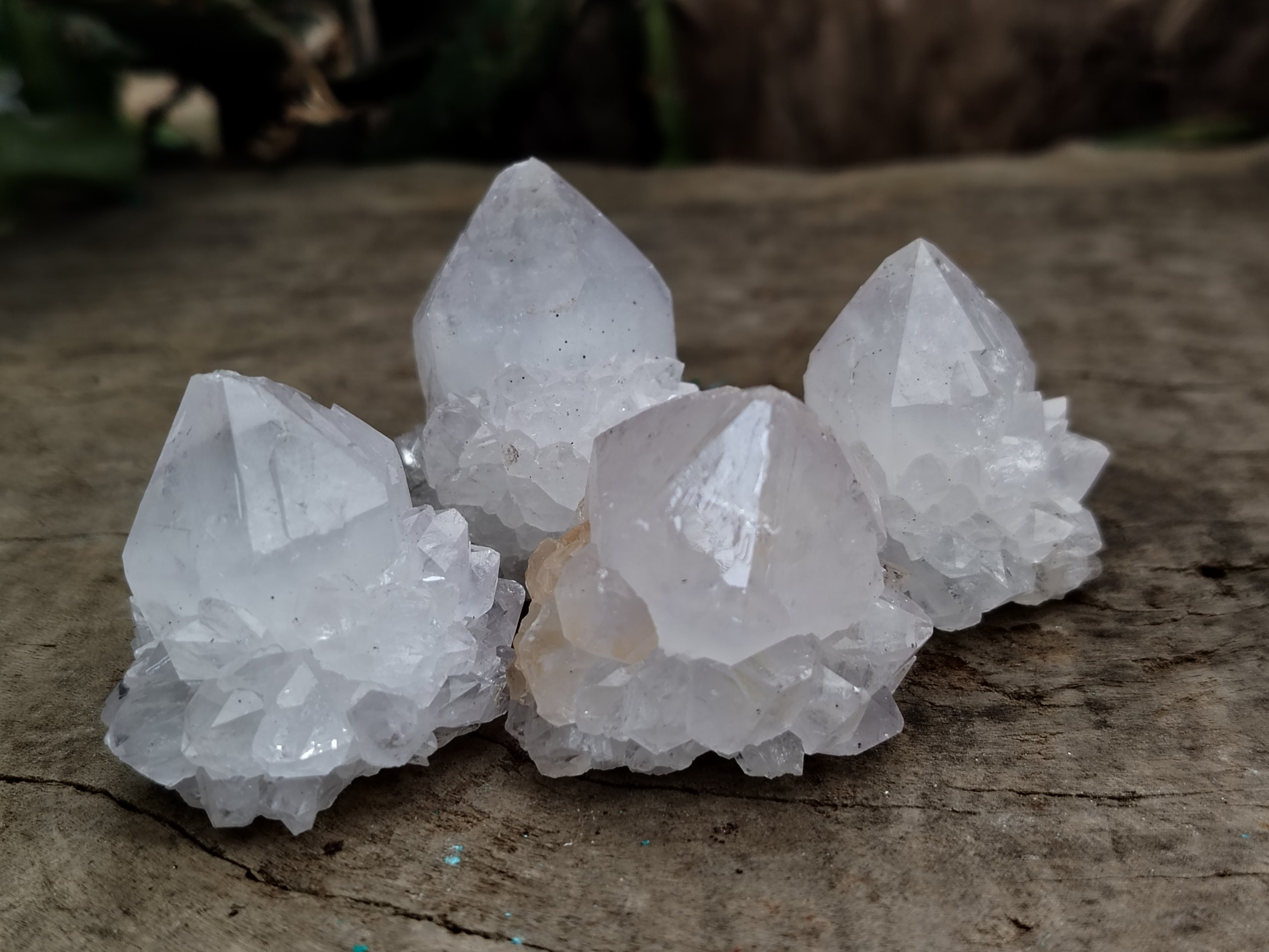 Natural Cactus Flower Spirit Quartz Clusters x 35 From South Africa - Toprock Gemstones and Minerals 