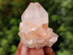 Natural Cactus Flower Spirit Quartz Clusters x 35 From South Africa - Toprock Gemstones and Minerals 