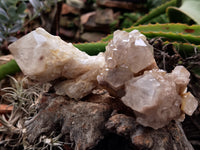 Natural Smokey Phantom Quartz Clusters x 6 From Luena, Congo - Toprock Gemstones and Minerals 