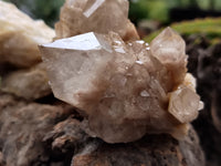 Natural Smokey Phantom Quartz Clusters x 6 From Luena, Congo - Toprock Gemstones and Minerals 