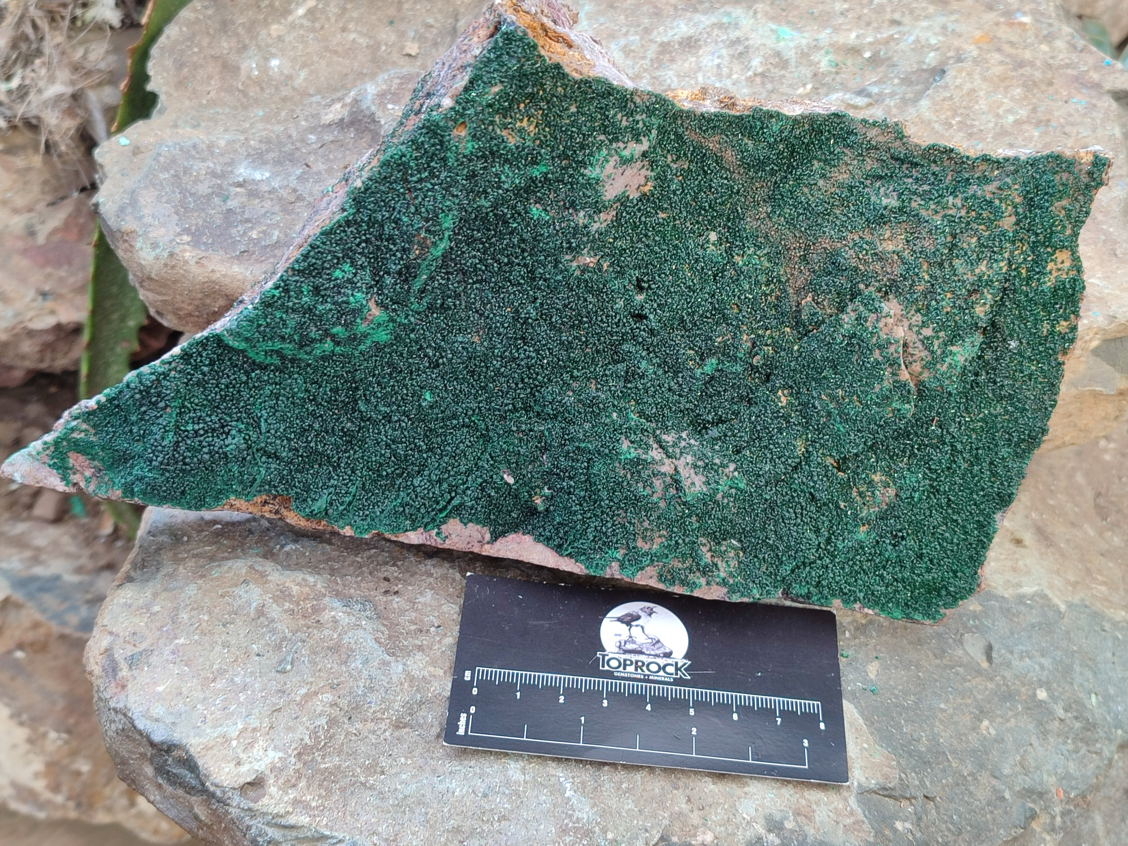 Natural Botryoidal Malachite Specimen x 1 From Congo - Toprock Gemstones and Minerals 