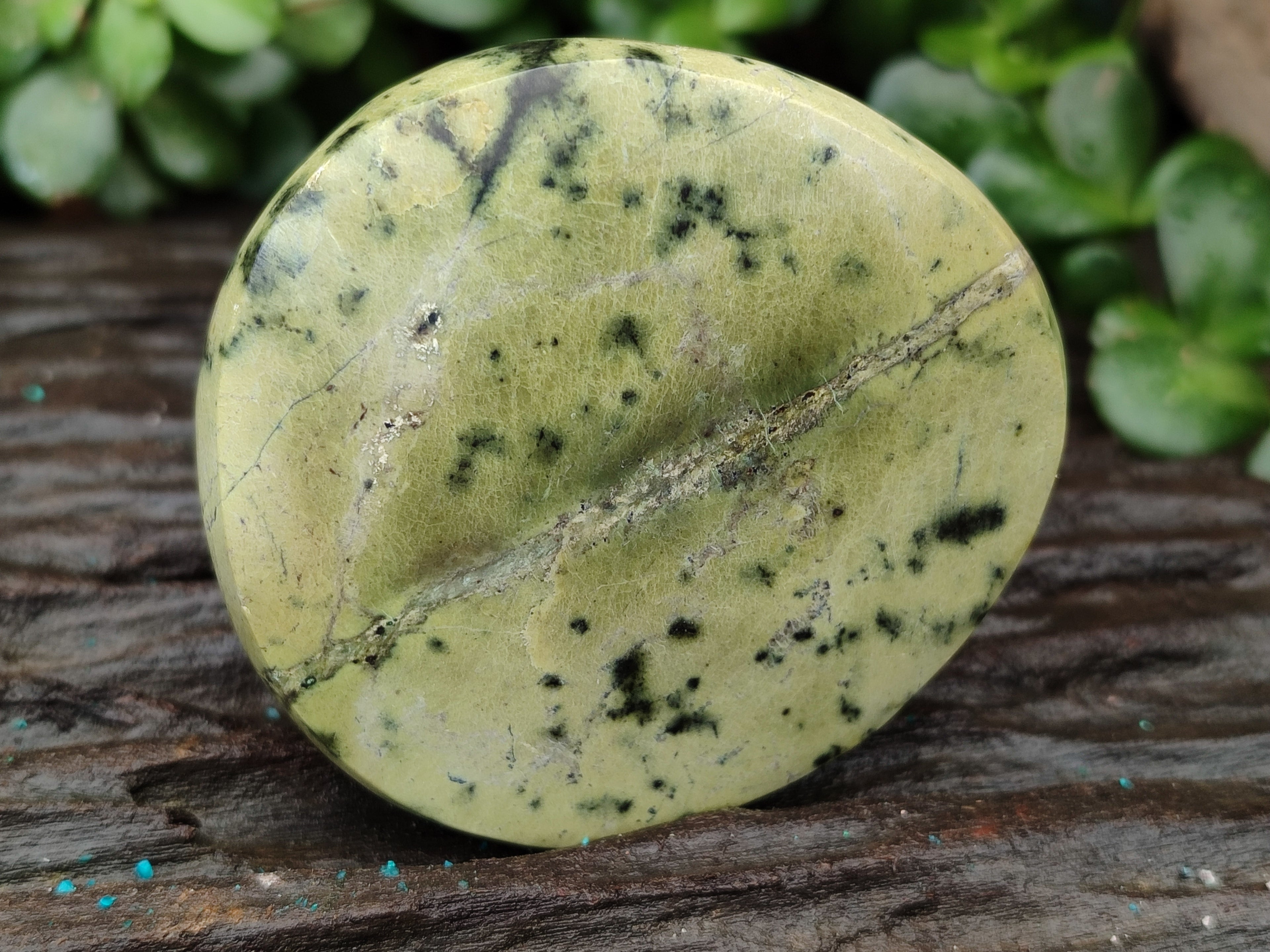 Polished Leopard Stone Free Forms x 8 From Zimbabwe - Toprock Gemstones and Minerals 