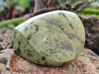 Polished Leopard Stone Free Forms x 8 From Zimbabwe - Toprock Gemstones and Minerals 