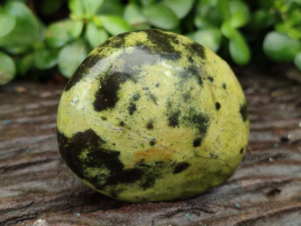 Polished Leopard Stone Free Forms x 8 From Zimbabwe - Toprock Gemstones and Minerals 