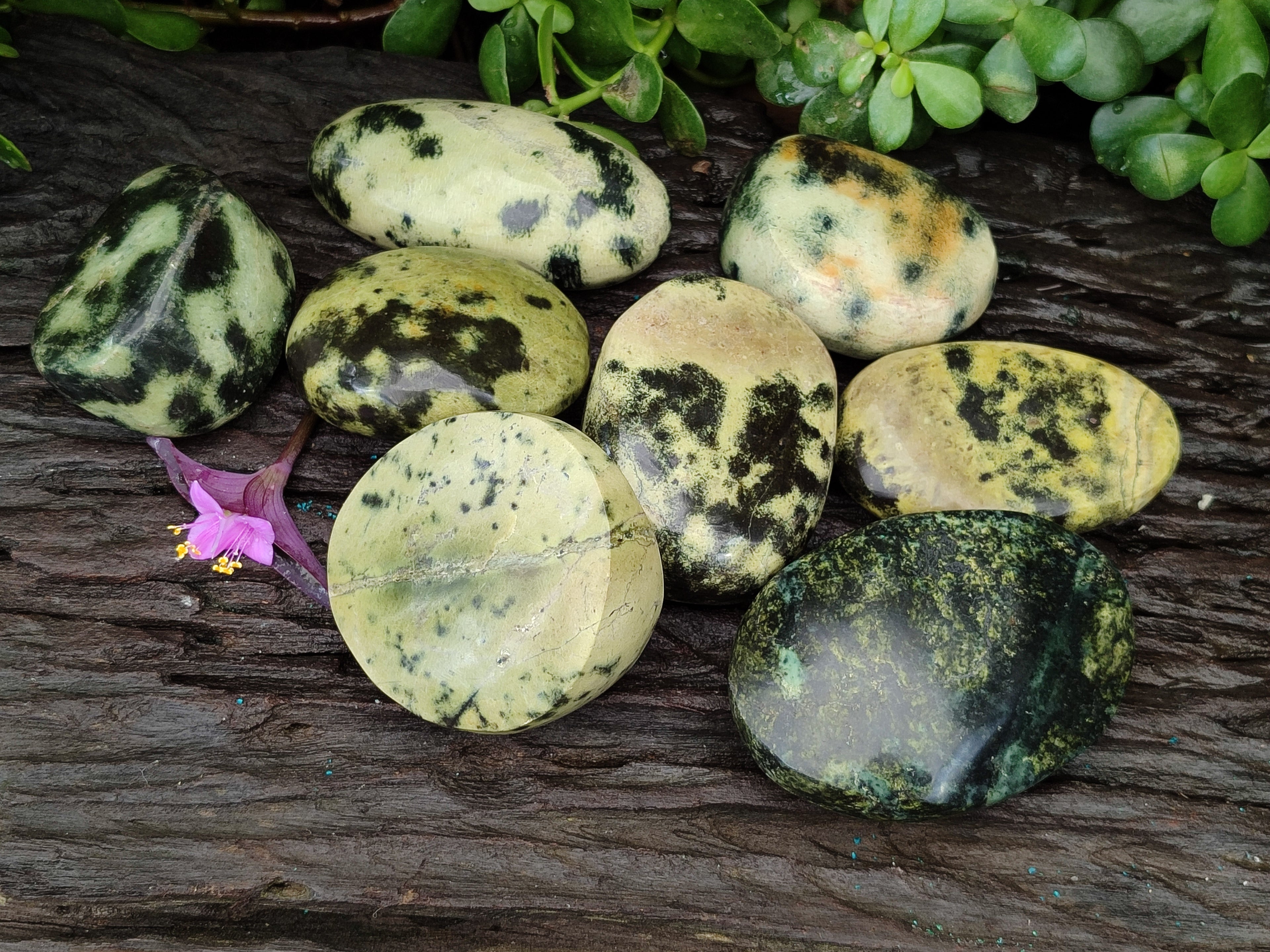 Polished Leopard Stone Free Forms x 8 From Zimbabwe - Toprock Gemstones and Minerals 