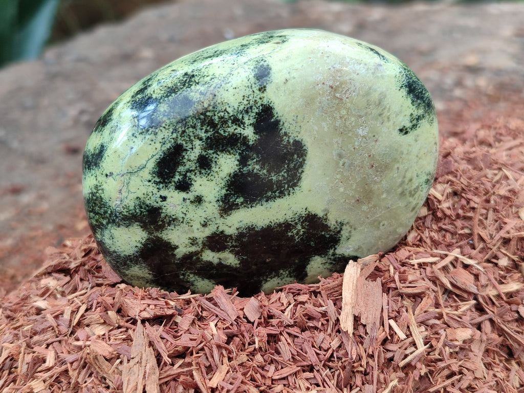 Polished Leopard Stone Free Forms x 8 From Zimbabwe - Toprock Gemstones and Minerals 