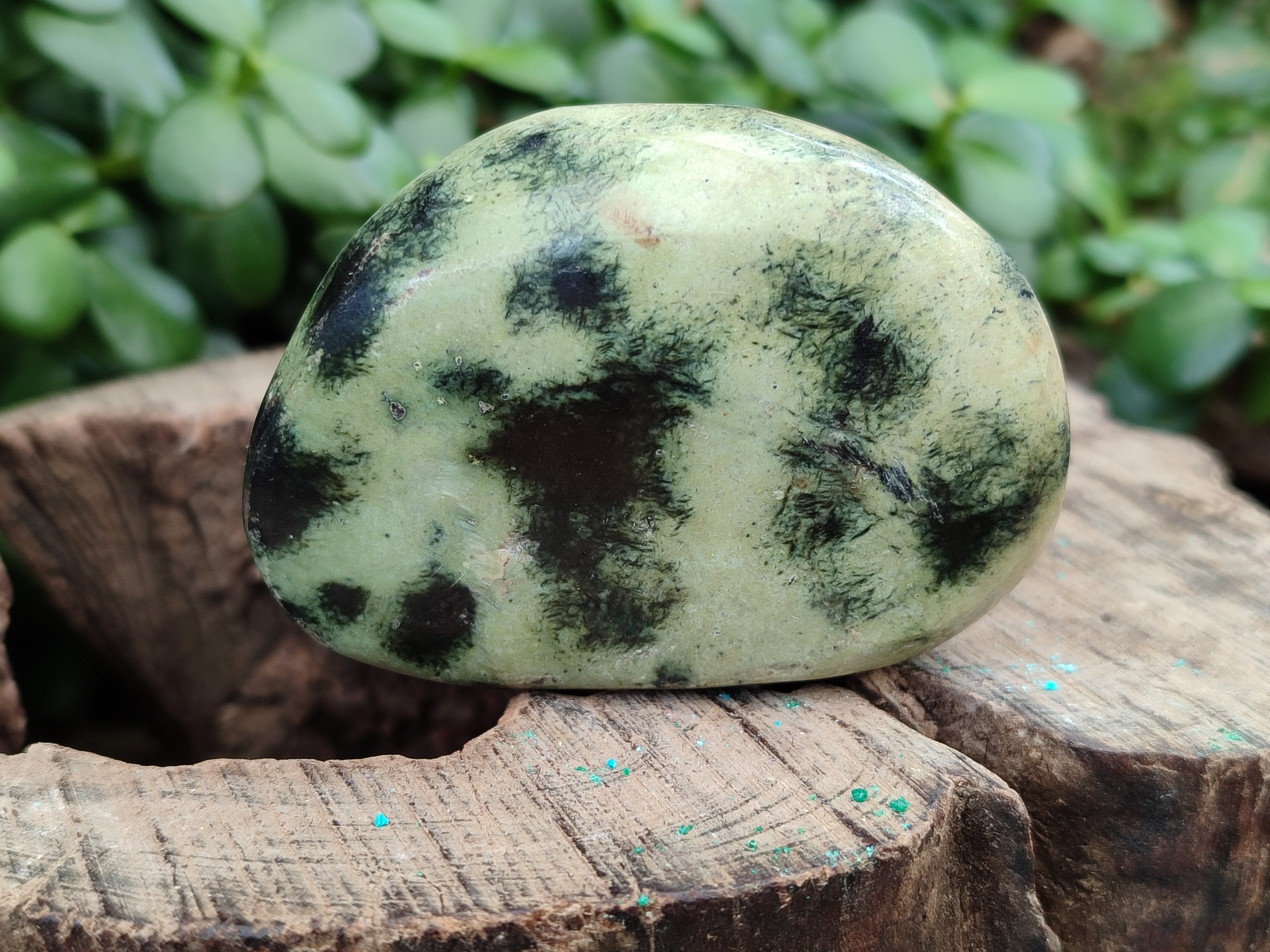 Polished Leopard Stone Free Forms x 8 From Zimbabwe - Toprock Gemstones and Minerals 