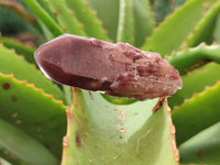 Natural Red Hematoid Quartz Crystals x 35 From Karoi, Zimbabwe - Toprock Gemstones and Minerals 