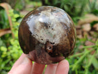 Polished Petrified Wood Spheres x 3 From Gokwe, Zimbabwe - Toprock Gemstones and Minerals 