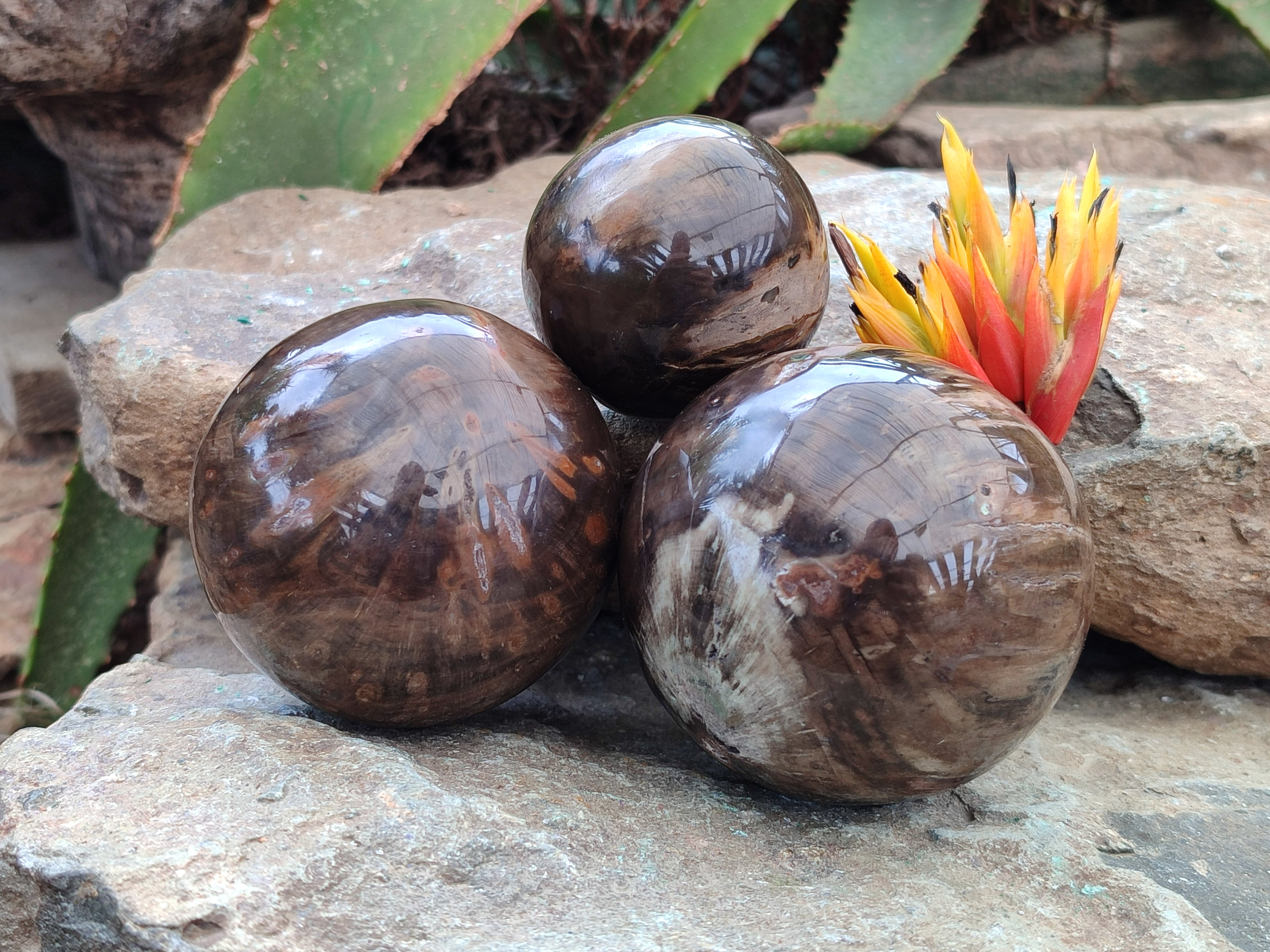 Polished Petrified Wood Spheres x 3 From Gokwe, Zimbabwe - Toprock Gemstones and Minerals 