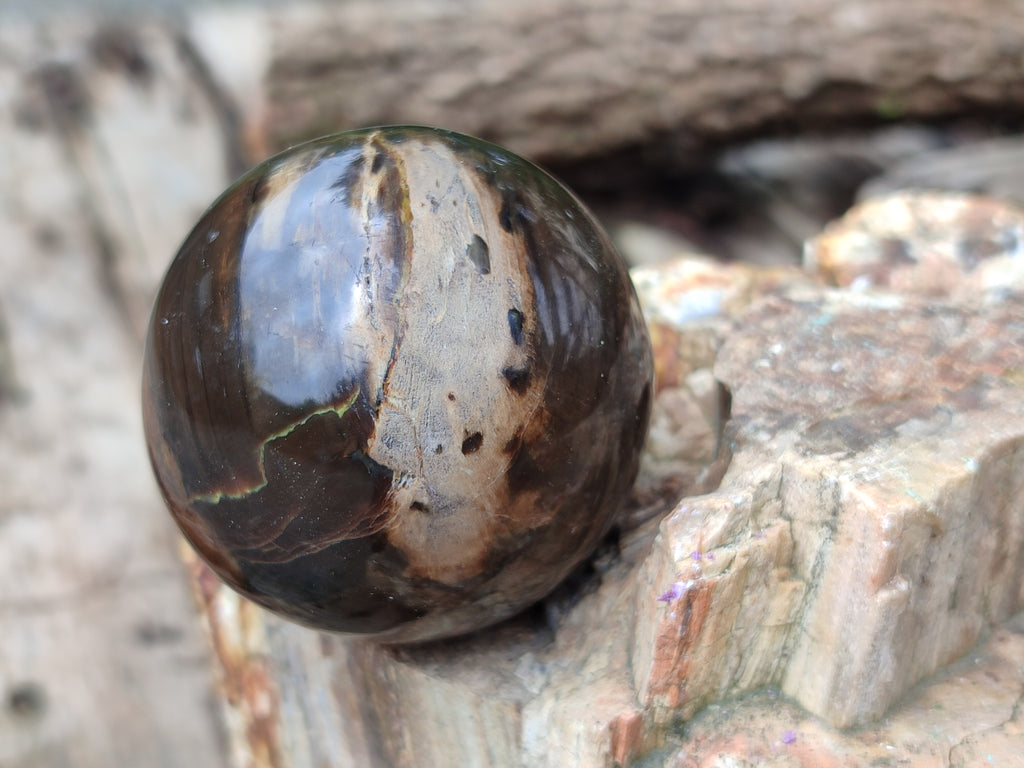 Polished Petrified Wood Spheres x 3 From Gokwe, Zimbabwe - Toprock Gemstones and Minerals 