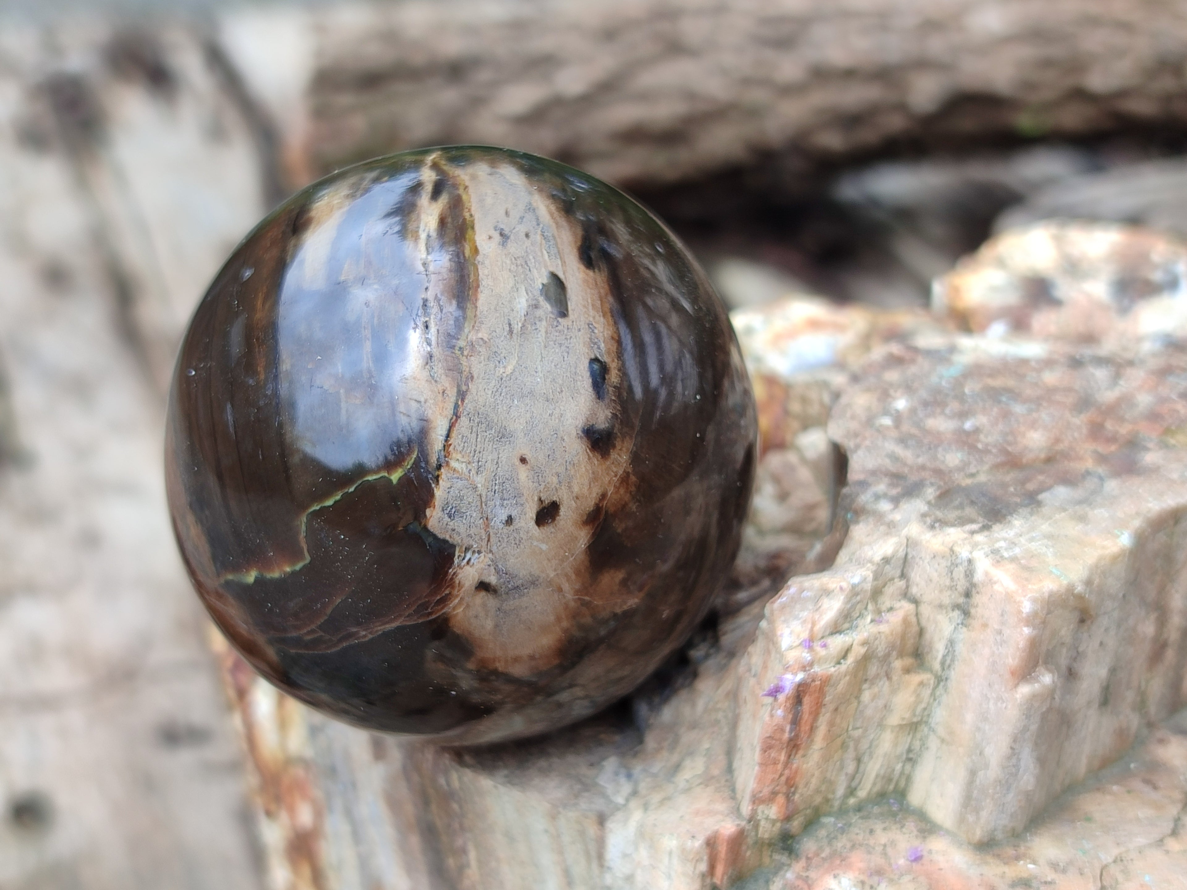 Polished Petrified Wood Spheres x 3 From Gokwe, Zimbabwe - Toprock Gemstones and Minerals 