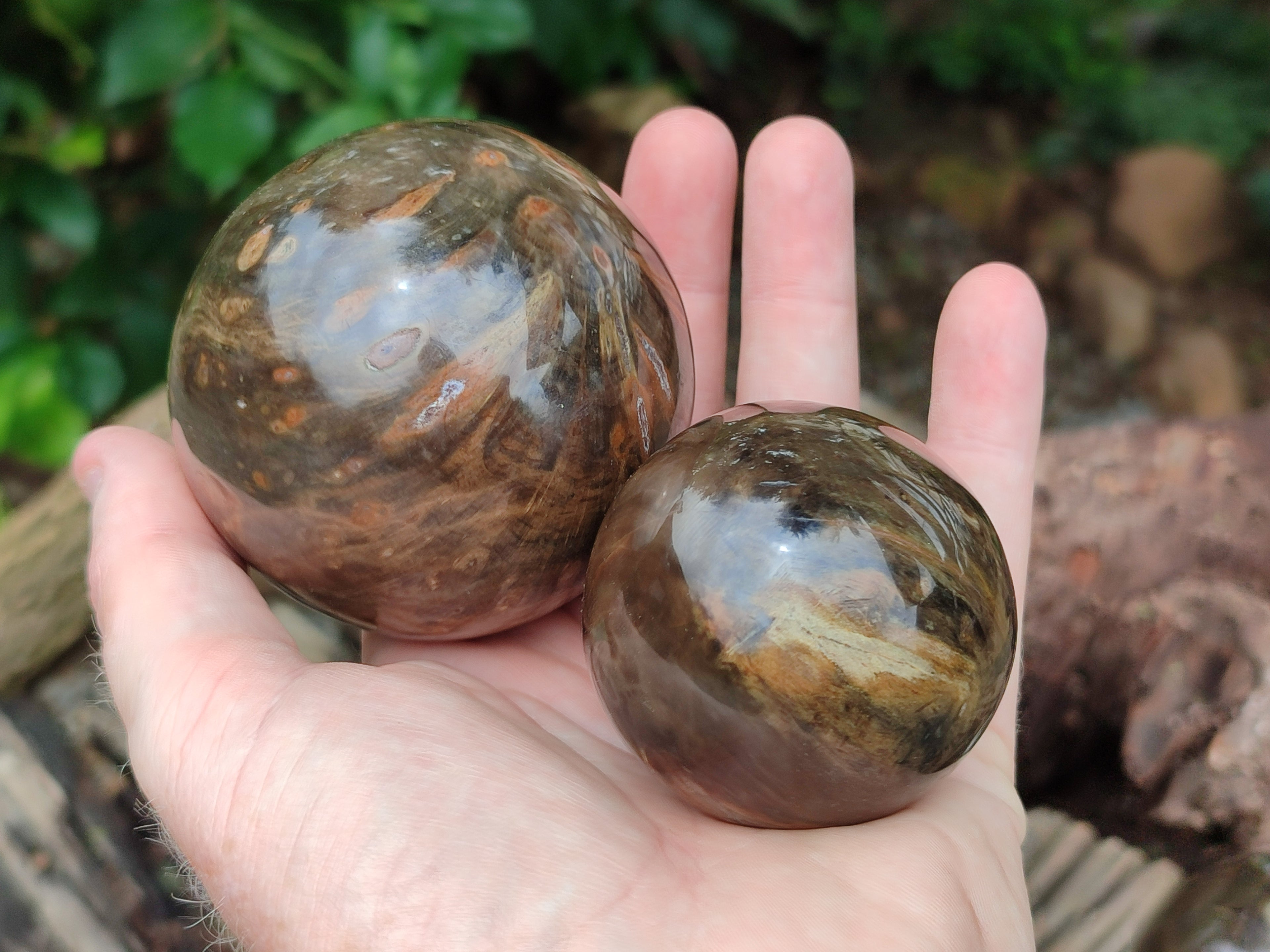 Polished Petrified Wood Spheres x 3 From Gokwe, Zimbabwe - Toprock Gemstones and Minerals 