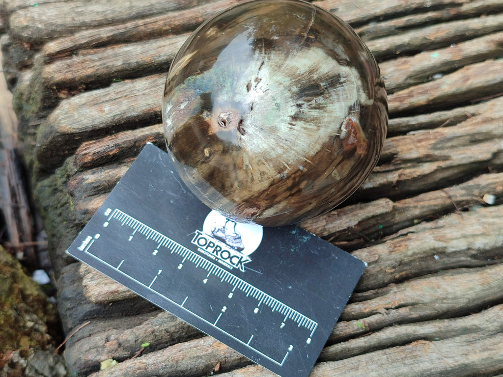 Polished Petrified Wood Spheres x 3 From Gokwe, Zimbabwe - Toprock Gemstones and Minerals 