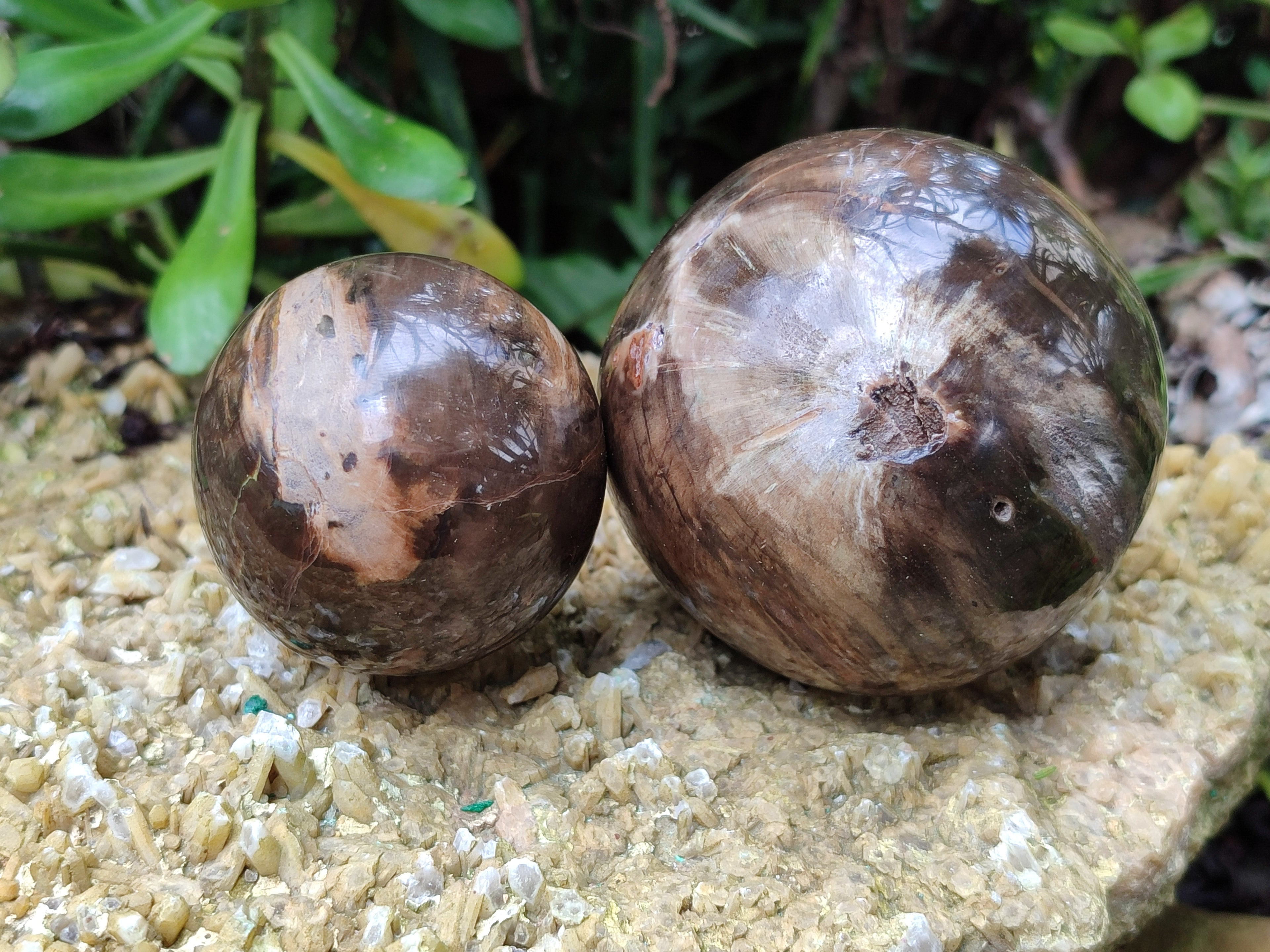 Polished Petrified Wood Spheres x 3 From Gokwe, Zimbabwe - Toprock Gemstones and Minerals 