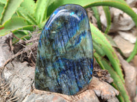 Polished Labradorite Standing Free Forms x 2 From Tulear, Madagascar - Toprock Gemstones and Minerals 