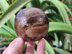 Polished Petrified Wood Spheres x 3 From Gokwe, Zimbabwe - Toprock Gemstones and Minerals 