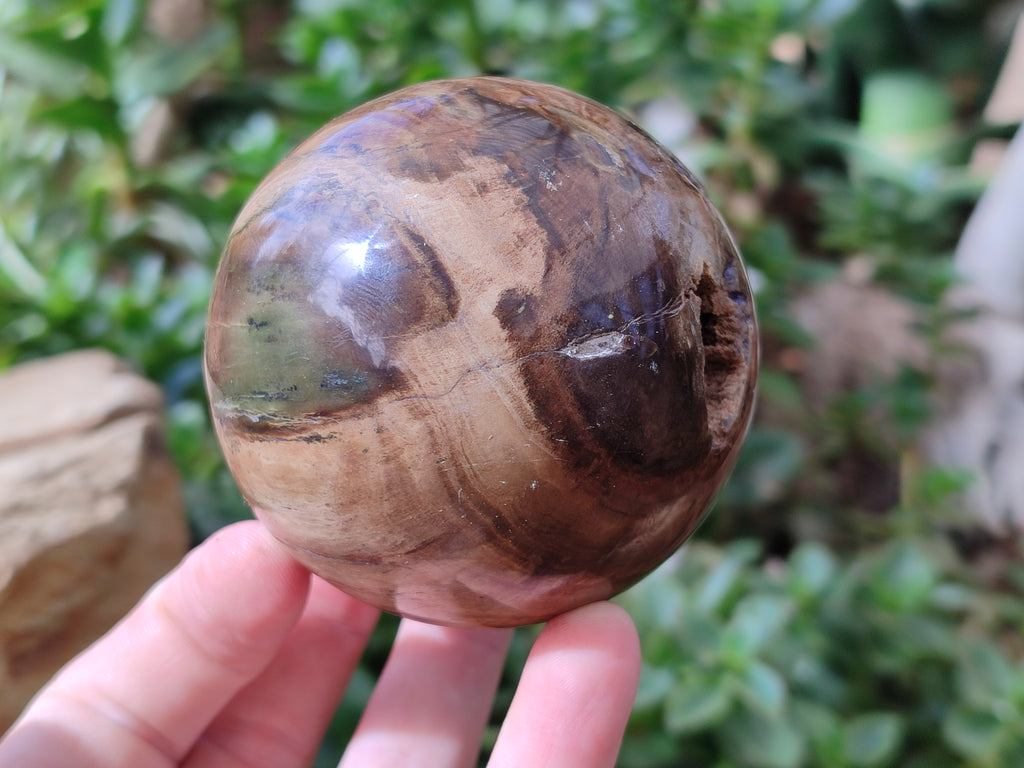 Polished Petrified Wood Spheres x 3 From Gokwe, Zimbabwe - Toprock Gemstones and Minerals 
