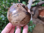 Polished Petrified Wood Spheres x 3 From Gokwe, Zimbabwe - Toprock Gemstones and Minerals 