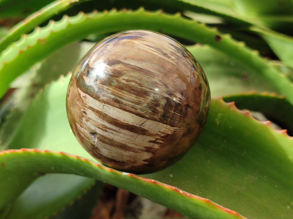 Polished Petrified Wood Spheres x 3 From Gokwe, Zimbabwe - Toprock Gemstones and Minerals 