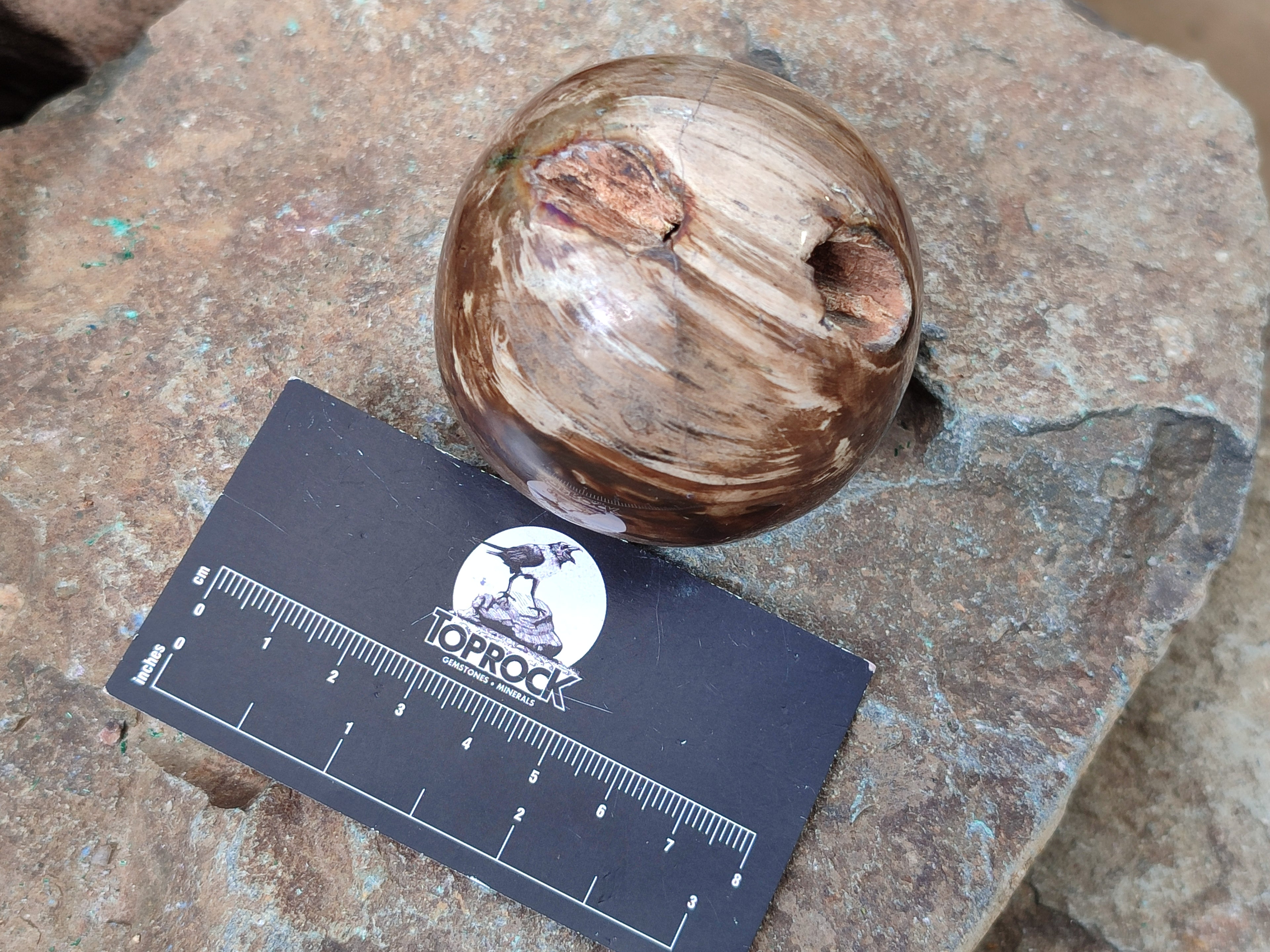 Polished Petrified Wood Spheres x 3 From Gokwe, Zimbabwe - Toprock Gemstones and Minerals 