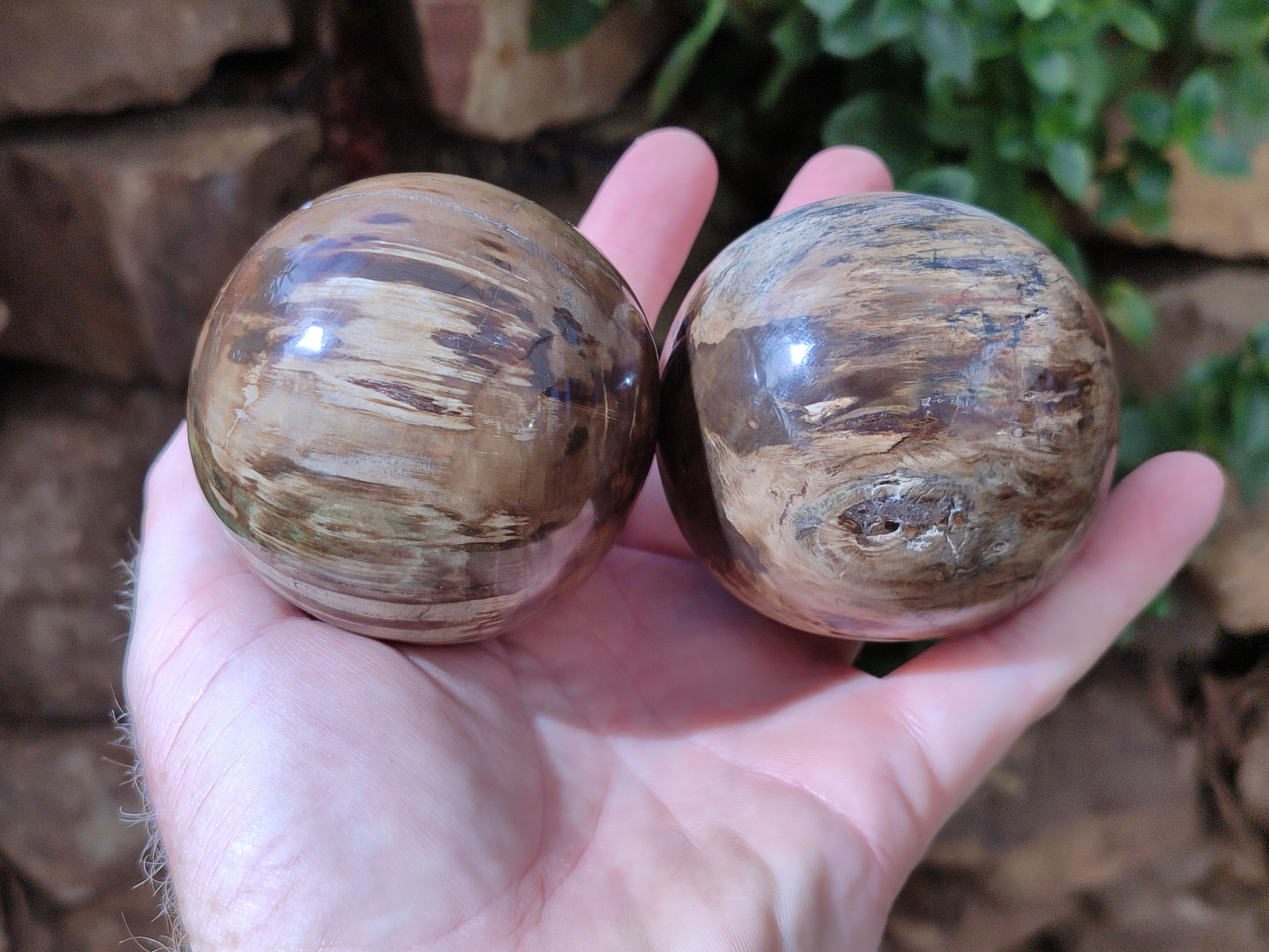 Polished Petrified Wood Spheres x 3 From Gokwe, Zimbabwe - Toprock Gemstones and Minerals 