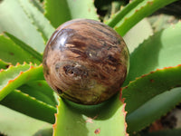 Polished Petrified Wood Spheres x 3 From Gokwe, Zimbabwe - Toprock Gemstones and Minerals 