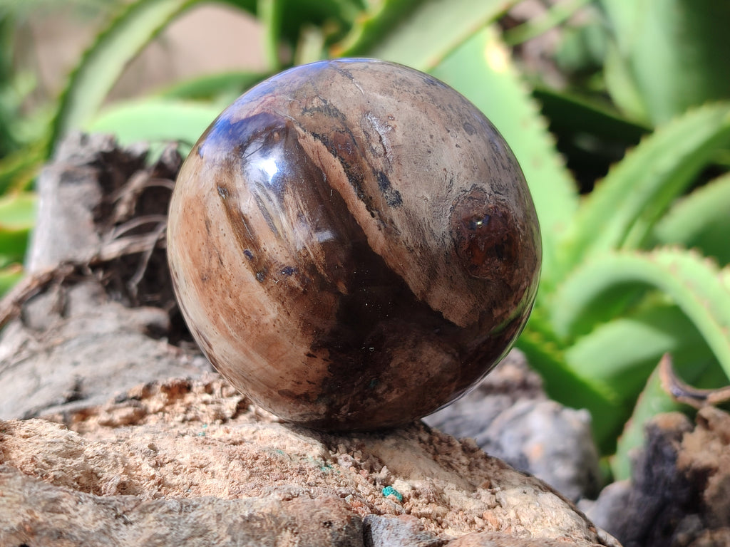 Polished Petrified Wood Spheres x 3 From Gokwe, Zimbabwe - Toprock Gemstones and Minerals 