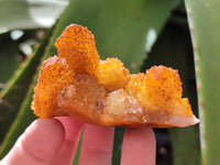 Natural Golden Solar Spirit Quartz Clusters x 12 From Boekenhouthoek, South Africa - Toprock Gemstones and Minerals 
