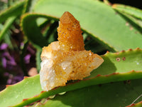 Natural Golden Solar Spirit Quartz Clusters x 12 From Boekenhouthoek, South Africa - Toprock Gemstones and Minerals 