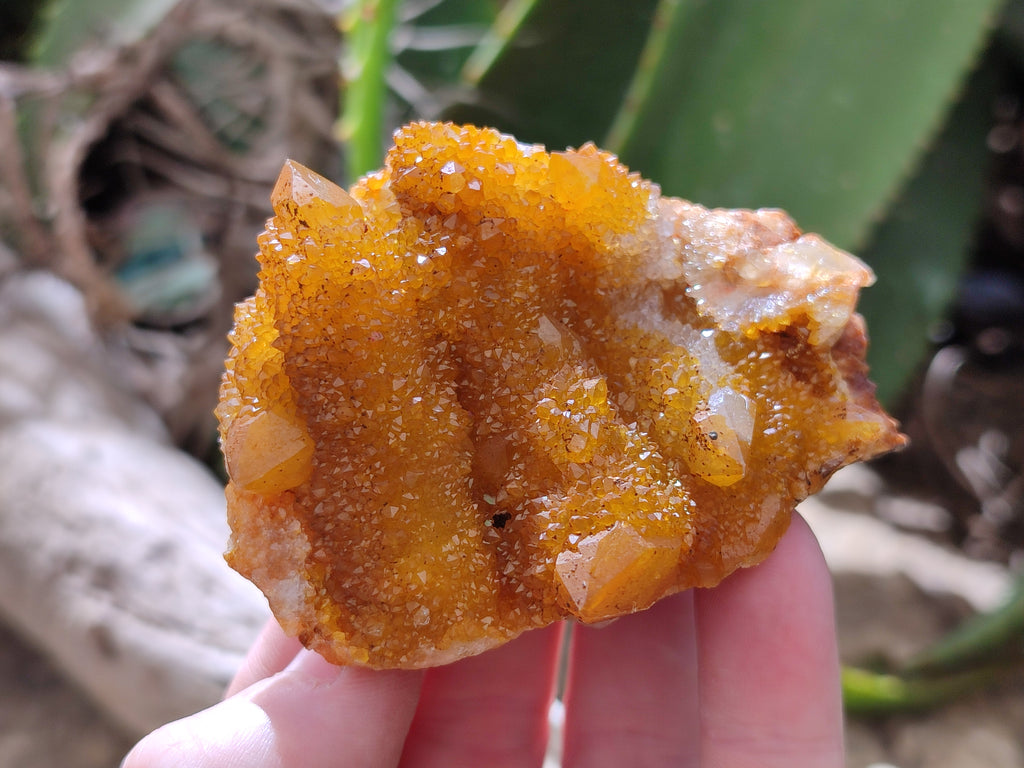 Natural Golden Solar Spirit Quartz Clusters x 12 From Boekenhouthoek, South Africa - Toprock Gemstones and Minerals 