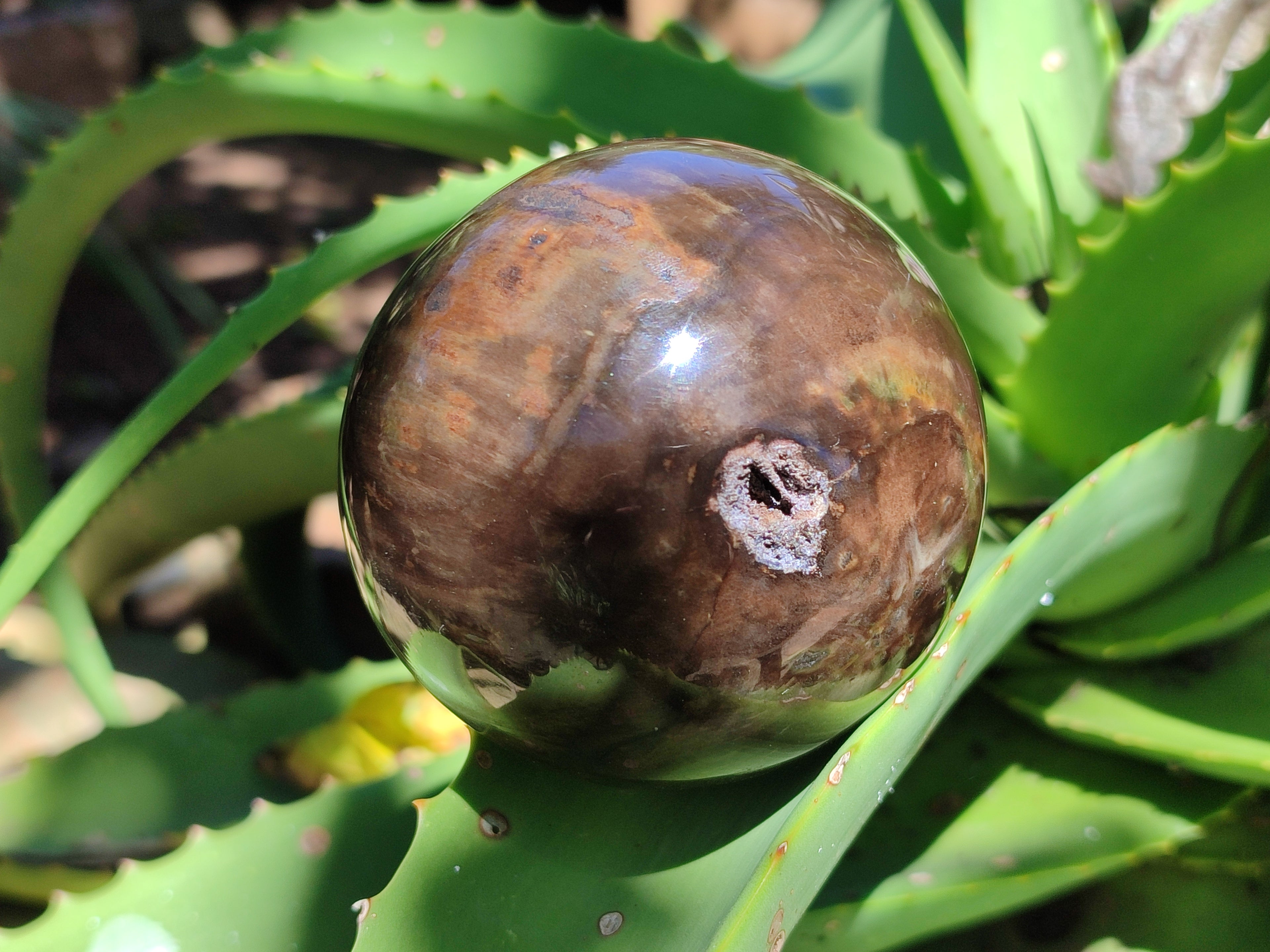 Polished Petrified Wood Spheres x 3 From Gokwe, Zimbabwe - Toprock Gemstones and Minerals 