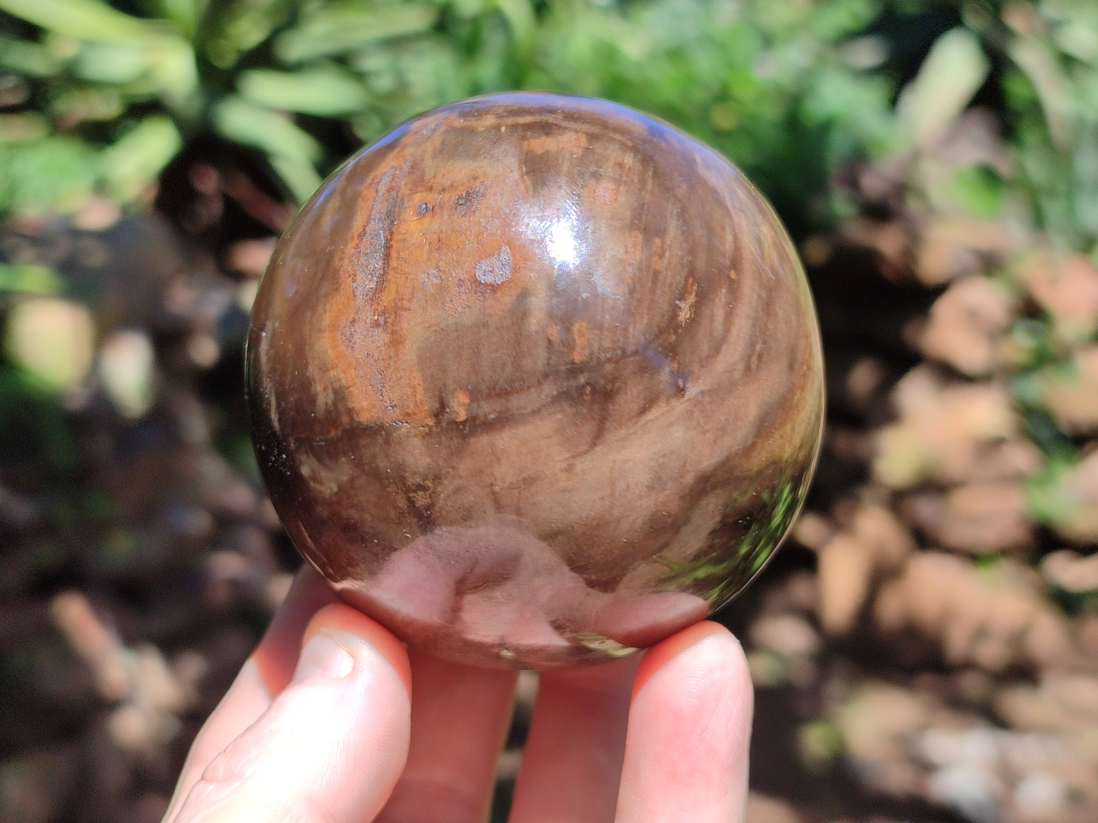 Polished Petrified Wood Spheres x 3 From Gokwe, Zimbabwe - Toprock Gemstones and Minerals 