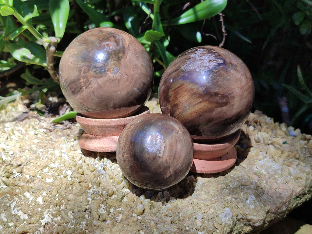 Polished Petrified Wood Spheres x 3 From Gokwe, Zimbabwe - Toprock Gemstones and Minerals 