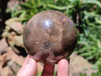 Polished Petrified Wood Spheres x 3 From Gokwe, Zimbabwe - Toprock Gemstones and Minerals 