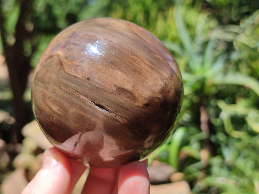 Polished Petrified Wood Spheres x 3 From Gokwe, Zimbabwe - Toprock Gemstones and Minerals 