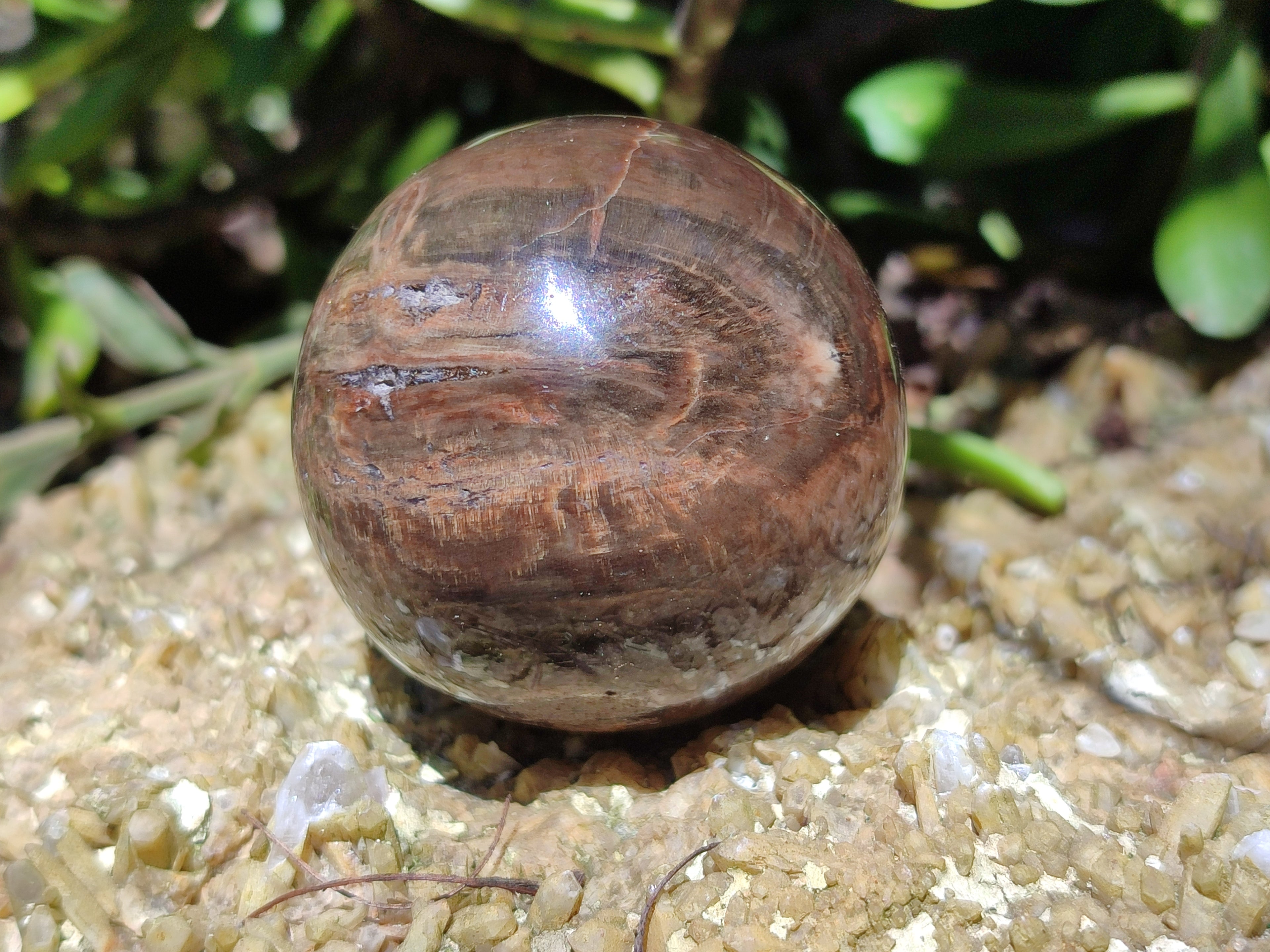 Polished Petrified Wood Spheres x 3 From Gokwe, Zimbabwe - Toprock Gemstones and Minerals 