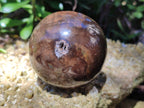 Polished Petrified Wood Spheres x 3 From Gokwe, Zimbabwe - Toprock Gemstones and Minerals 