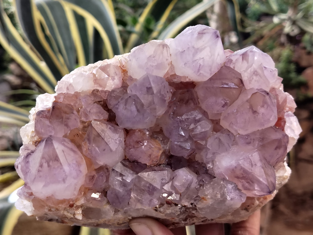 Natural Amethyst Spirit Quartz Clusters x 2 From Boekenhouthoek, South Africa - Toprock Gemstones and Minerals 