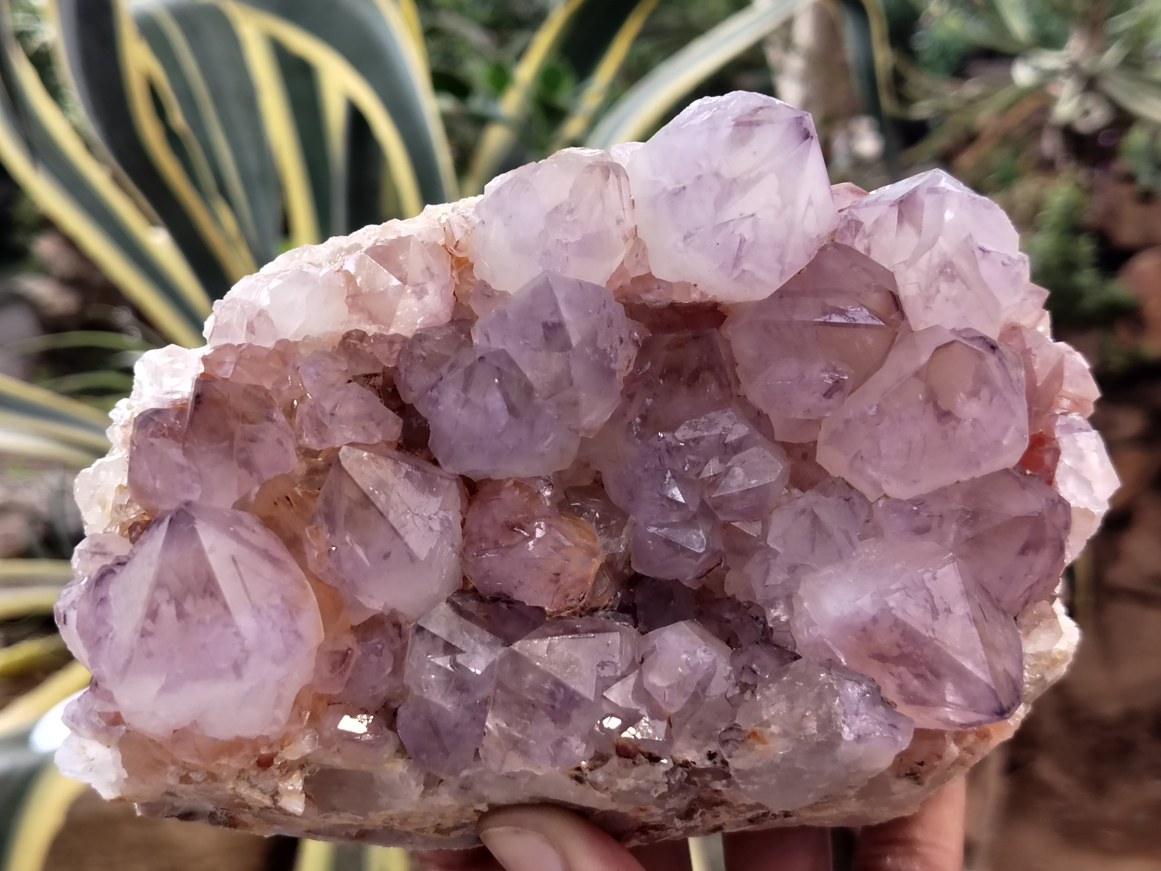 Natural Amethyst Spirit Quartz Clusters x 2 From Boekenhouthoek, South Africa - Toprock Gemstones and Minerals 