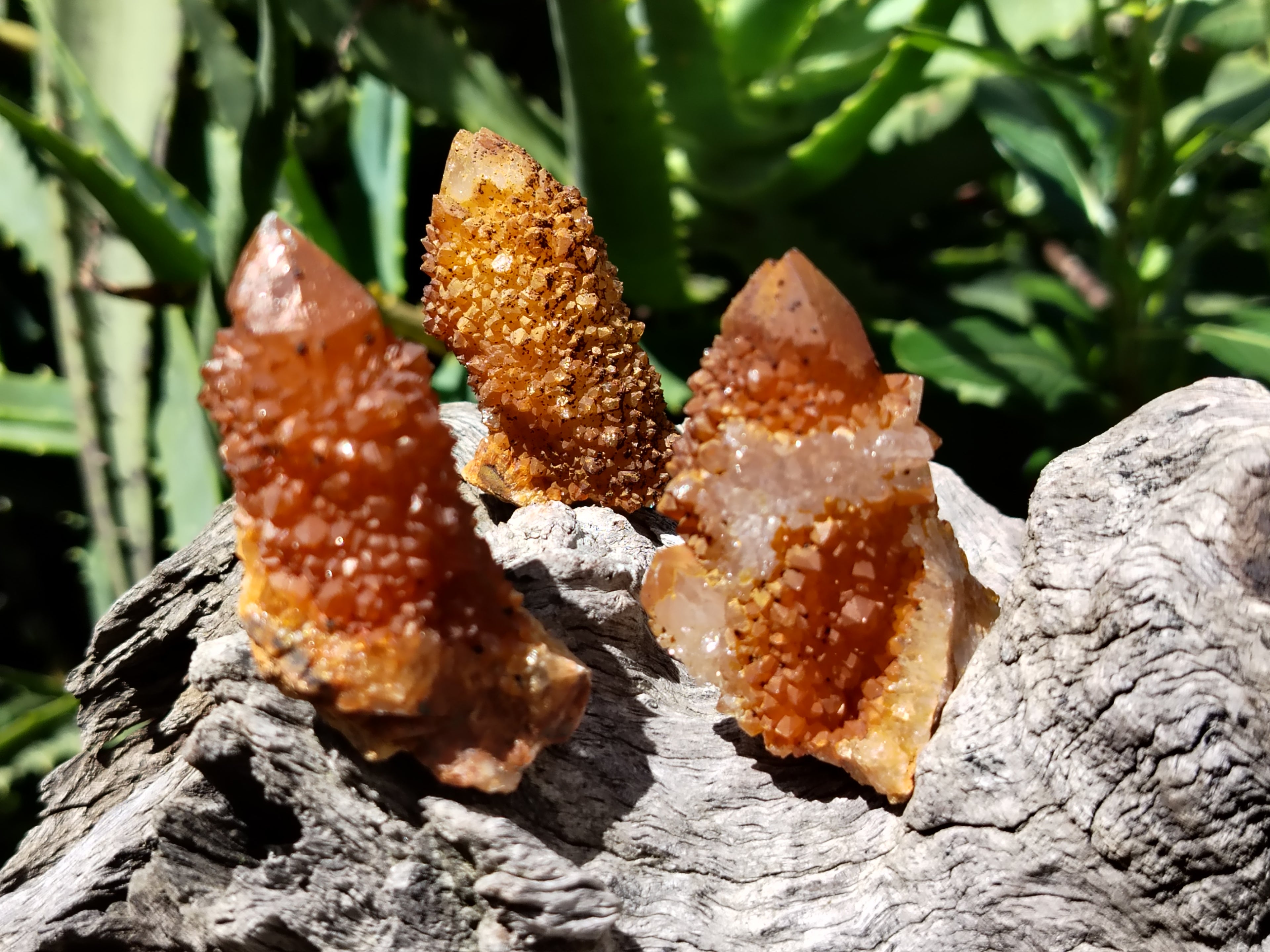 Natural Golden Solar Spirit Quartz Clusters x 35 From Boekenhouthoek, South Africa - Toprock Gemstones and Minerals 