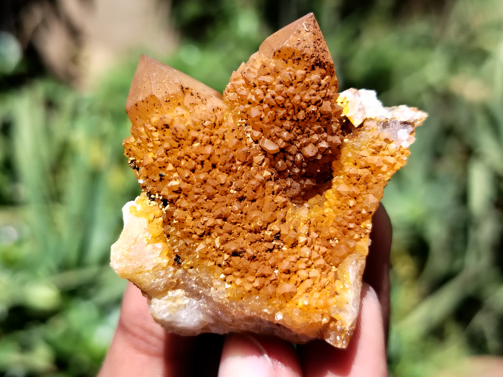 Natural Golden Solar Spirit Quartz Clusters x 35 From Boekenhouthoek, South Africa - Toprock Gemstones and Minerals 