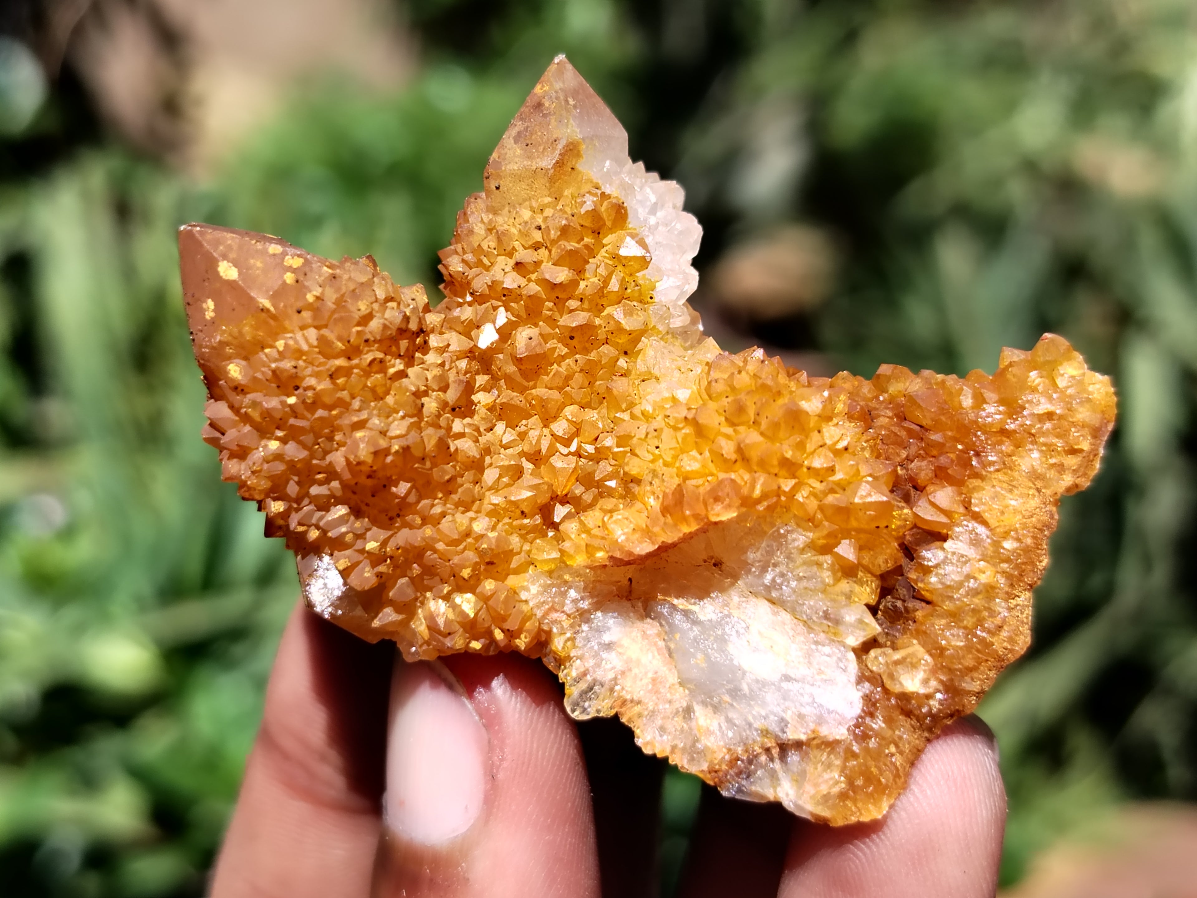 Natural Golden Solar Spirit Quartz Clusters x 35 From Boekenhouthoek, South Africa - Toprock Gemstones and Minerals 