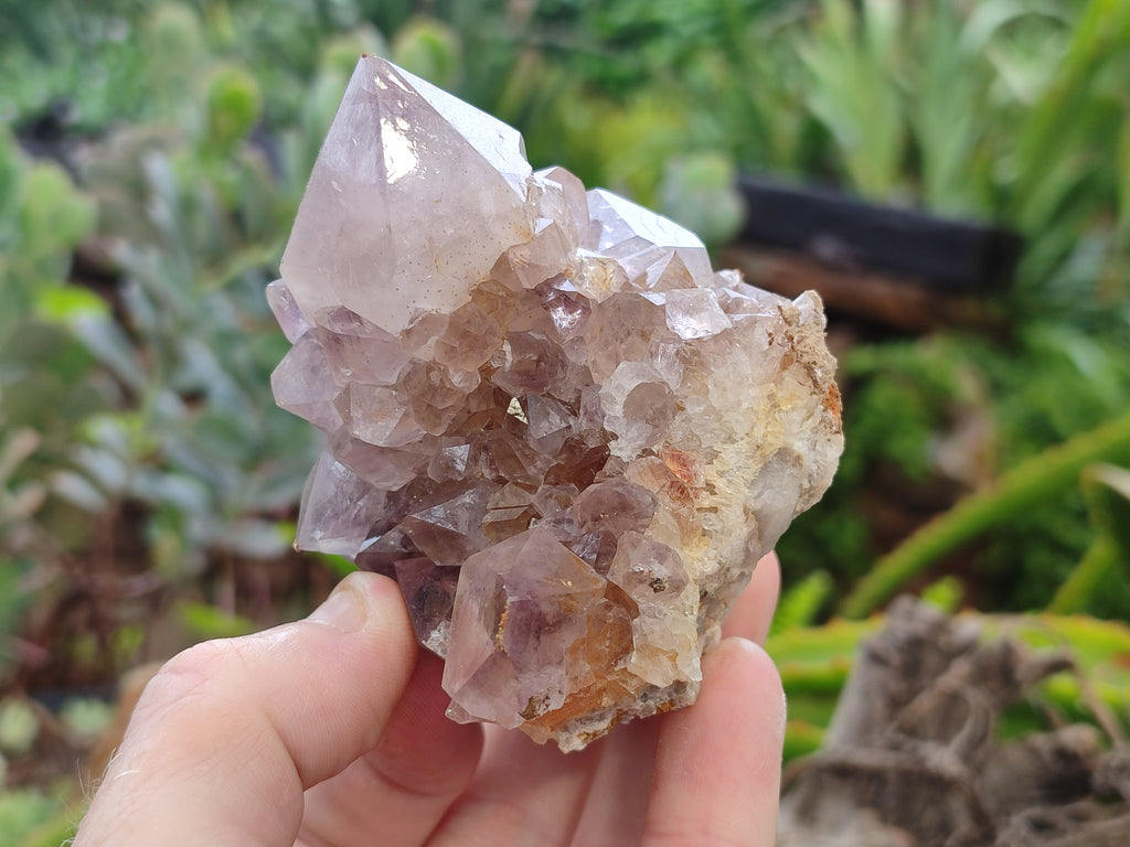 Natural Spirit Quartz Clusters x 6 From Boekenhouthoek, South Africa - Toprock Gemstones and Minerals 