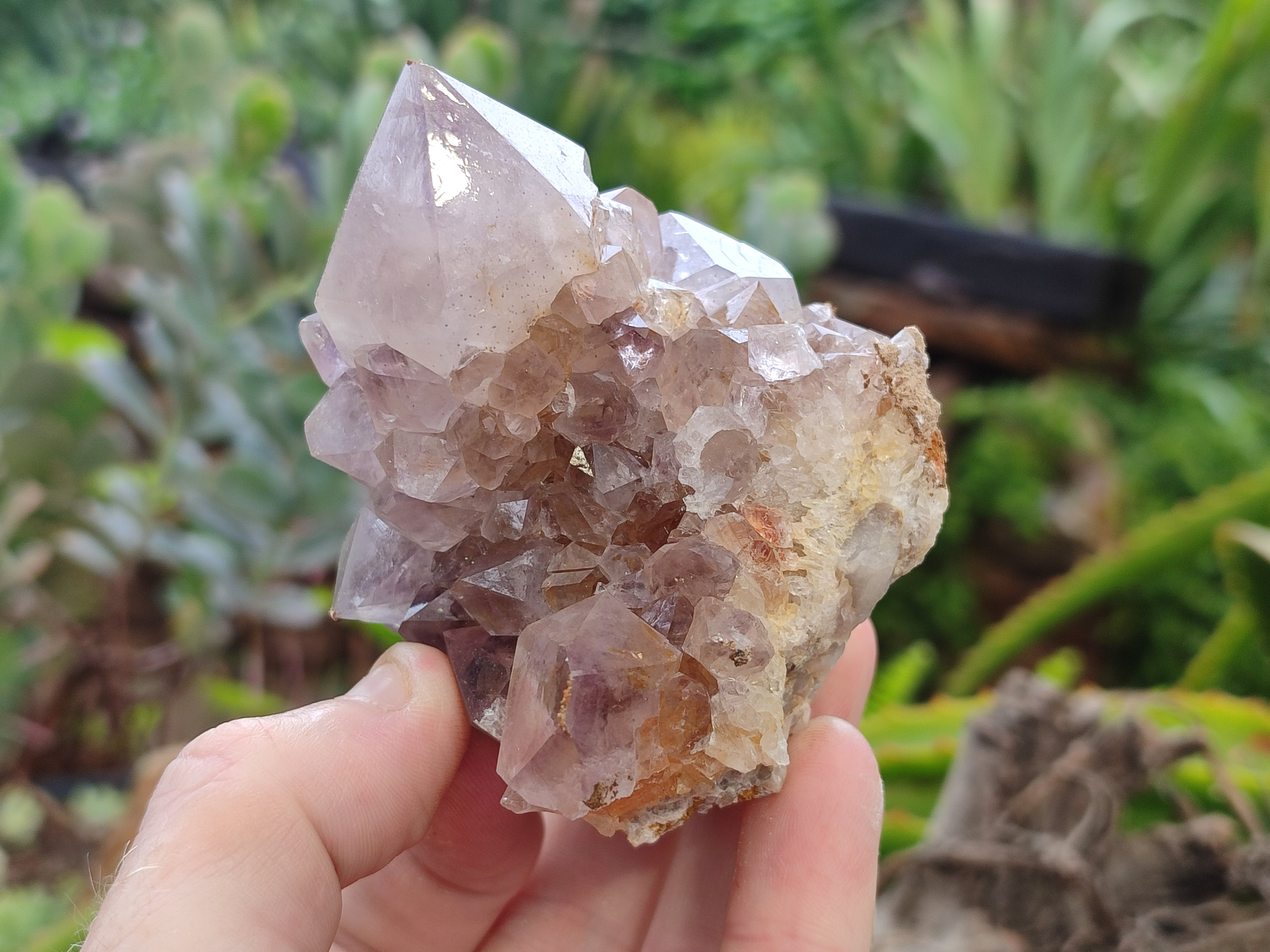 Natural Spirit Quartz Clusters x 6 From Boekenhouthoek, South Africa - Toprock Gemstones and Minerals 