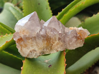 Natural Spirit Quartz Clusters x 6 From Boekenhouthoek, South Africa - Toprock Gemstones and Minerals 